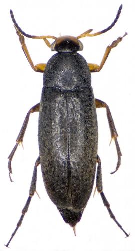 Réf. 200 508 : Anaspis frontalis